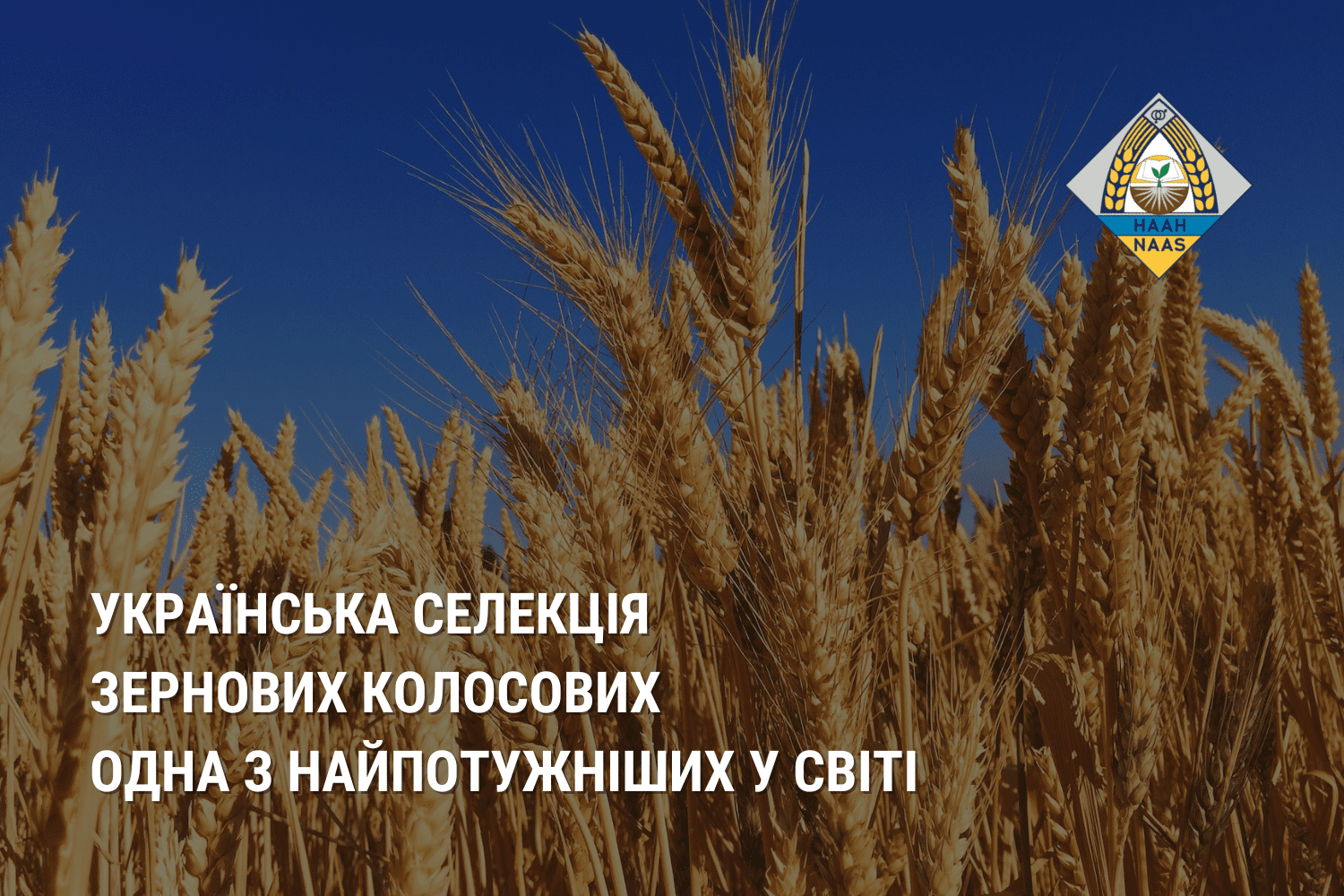 Українська селекція зернових колосових одна з найпотужніших у світі - Вінюков